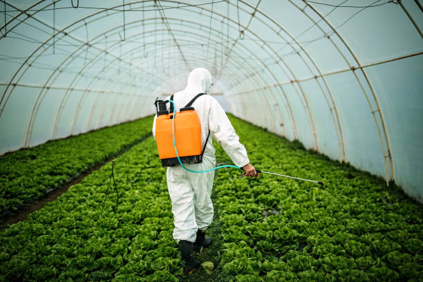 Best Ant Control Services  in Security Widefield, CO
