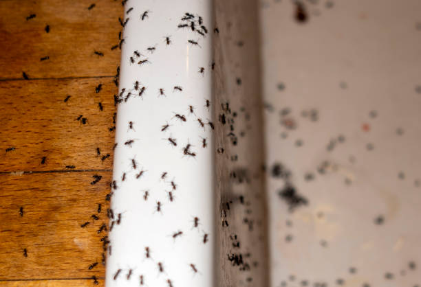 Best Wasp Removal Services  in Security Widefield, CO