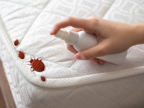 Best Emergency Pest Control  in Security Widefield, CO