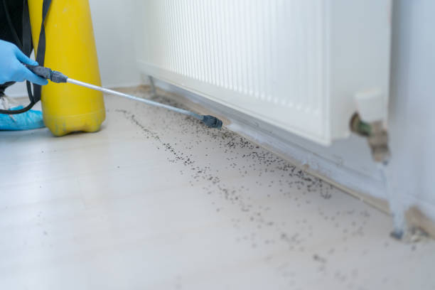 Best Pest Control Near Me  in Security Widefield, CO