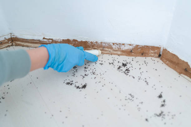 Best Pest Inspection Near Me  in Security Widefield, CO